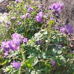 Phacelia bipinnatifida Folha