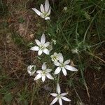 Ornithogalum divergensЦвят