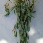 Atriplex portulacoides ശീലം