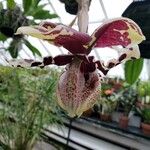 Stanhopea tigrina Flor