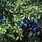 Quercus rotundifolia Other