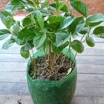 Passiflora edulis Fuelha
