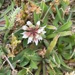 Trifolium occidentale Floare