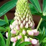 Lupinus polyphyllus Fleur