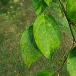 Malus hupehensis Blad