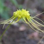 Bulbophyllum gracillimum Fruit