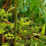 Alpinia calcarata 樹皮