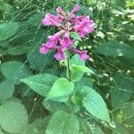 Stachys chamissonis Virág