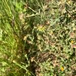 Calendula tripterocarpa Fruto