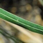 Liatris cylindracea Lapas