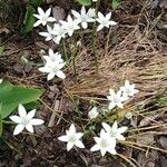 Ornithogalum umbellatumപുഷ്പം