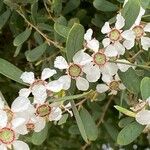 Leptospermum laevigatum Fula