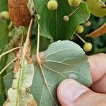 Tilia cordata Blad