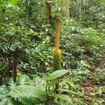 Amorphophallus paeoniifolius Gyümölcs