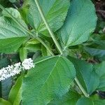 Buddleja asiatica Levél