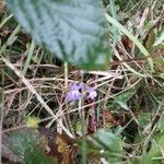 Lobelia urens Fleur