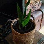 Dracaena hyacinthoides Leht