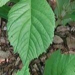 Rodgersia aesculifolia Yaprak