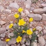 Linum campanulatum Hábito