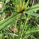 Cyperus serotinus Kôra