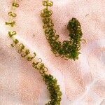 Elodea nuttallii Hoja