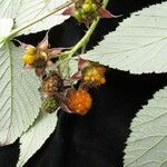 Rubus hoffmeisterianus موطن