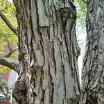 Cercidiphyllum japonicum Bark