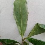 Terminalia superba Hoja