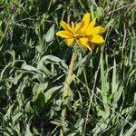 Wyethia angustifolia Hábito