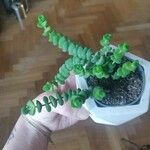 Crassula rupestris आदत