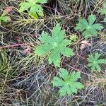 Geranium viscosissimum Leaf