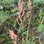 Rumex thyrsoides Froito