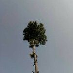 Pinus lambertiana Hábito