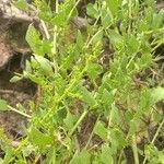 Chenopodium polyspermum Blad