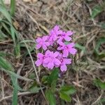 Verbena canadensis 花