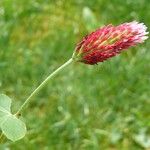 Trifolium incarnatum Λουλούδι