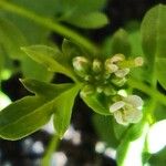 Cardamine bonariensis Flower