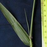 Urochloa polystachya Іншае