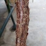 Araucaria scopulorum Bark