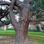 Pinus nigra Bark