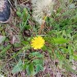 Taraxacum mattmarkense Blomst