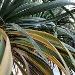 Phormium tenax पत्ता