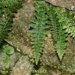 Asplenium foreziense Costuma