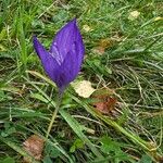 Crocus nudiflorus Flower