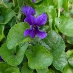 Viola odorata Flower