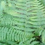 Athyrium filix-femina List