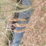 Alnus serrulata Fruto