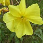 Oenothera biennis Fleur
