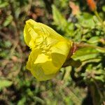 Oenothera glaziovianaBlüte