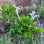 Turraea mombassana Λουλούδι